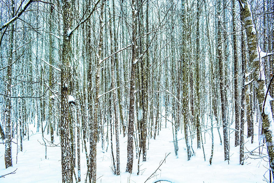 Snow Grove Photograph by Addison Likins