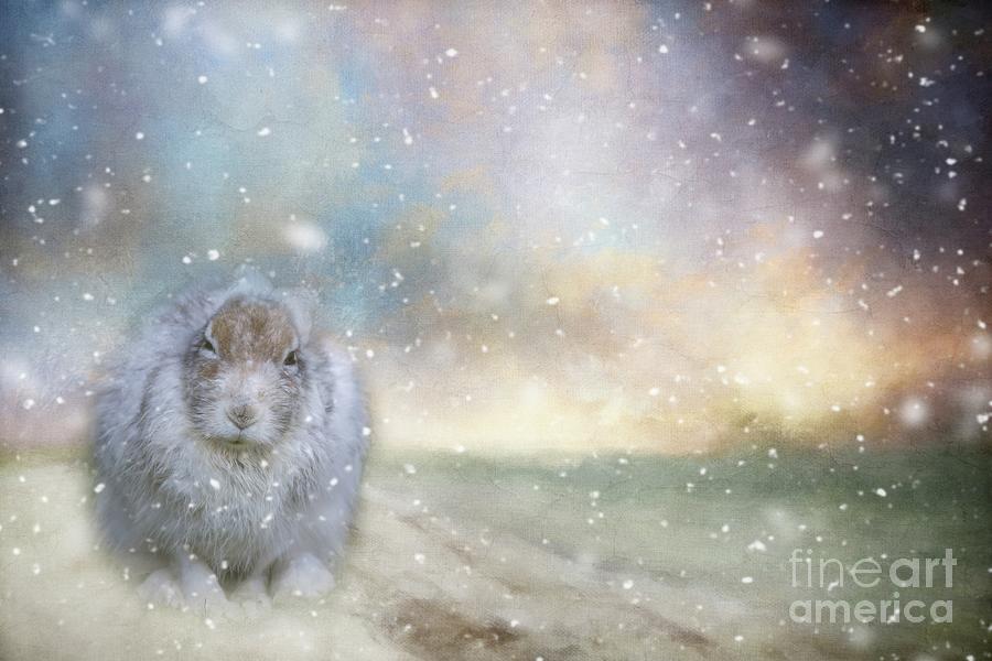Snow Hare in a Snow Storm Mixed Media by Eva Lechner