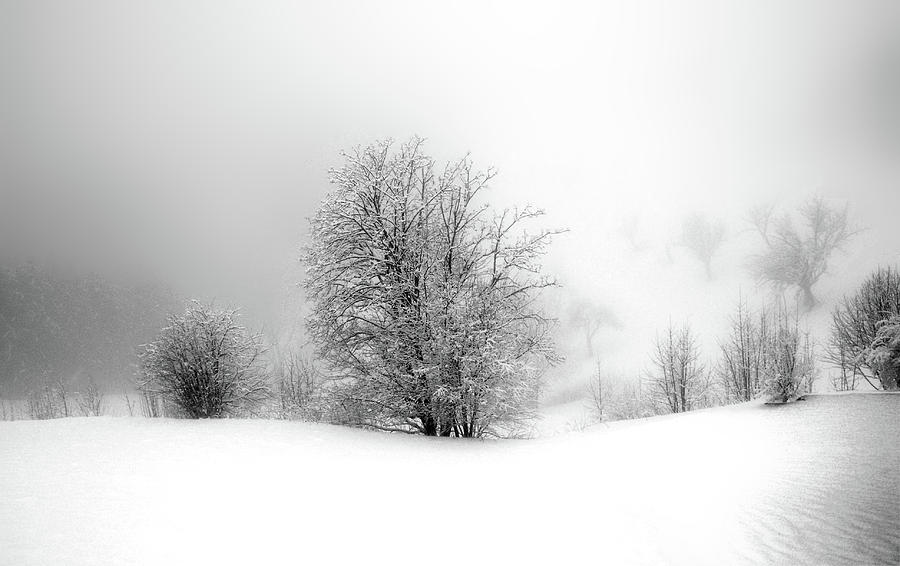Black And White Photograph - Snow, Hoar Frost and Fog by Imi Koetz