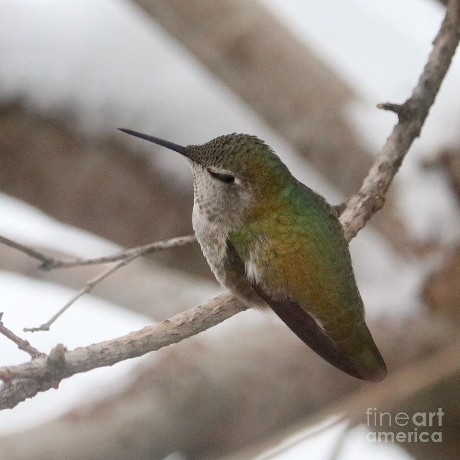 Snow Hummingbird Square Photograph by Carol Groenen