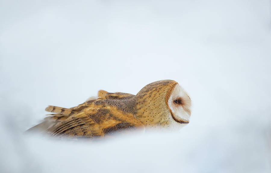 Snow Hunter Photograph by Kent Keller