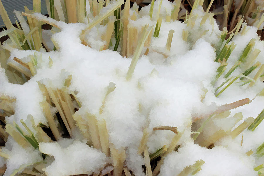 Snow in Grass Photograph by Roberta Byram