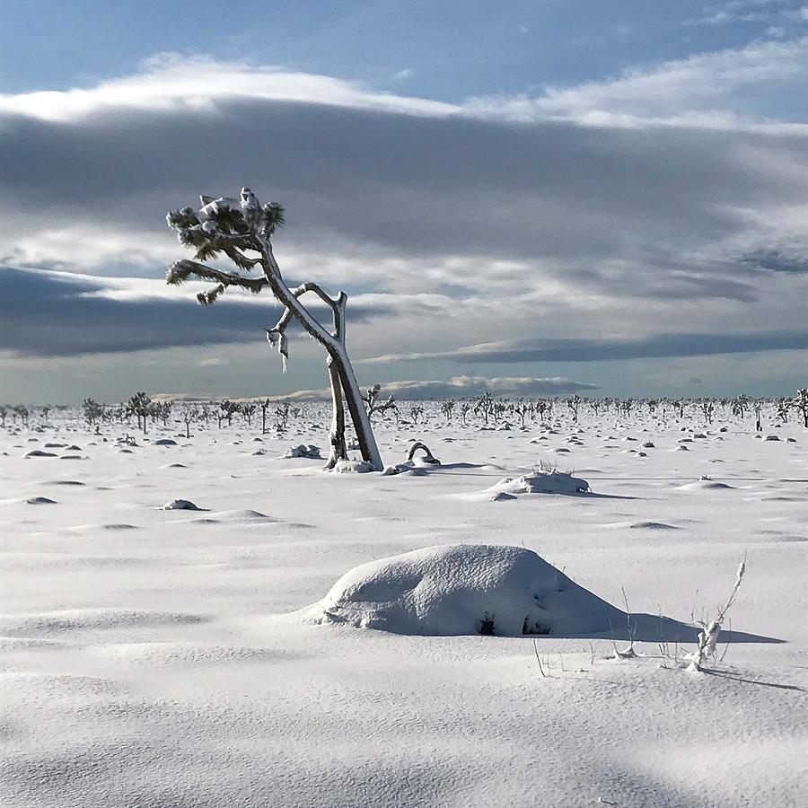 Snow in Joshua Tree Photograph by Perry Hoffman