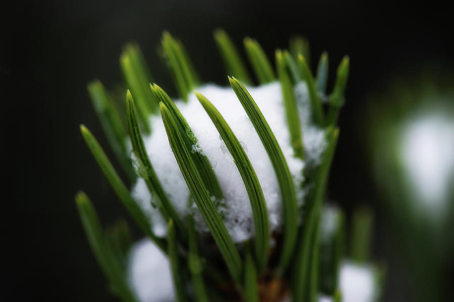 Snow in pine tree Photograph by Doug Wittrock