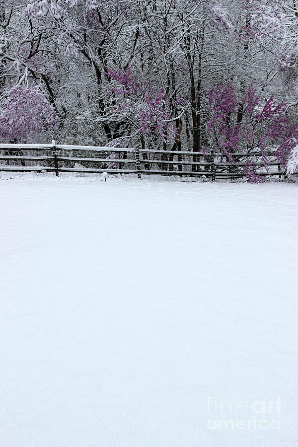 Snow in Spring Photograph by Karen Adams