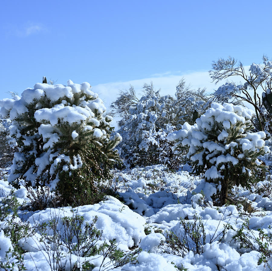 Snow in the Sonoran Desert Photograph by Mark Sniffin - Pixels