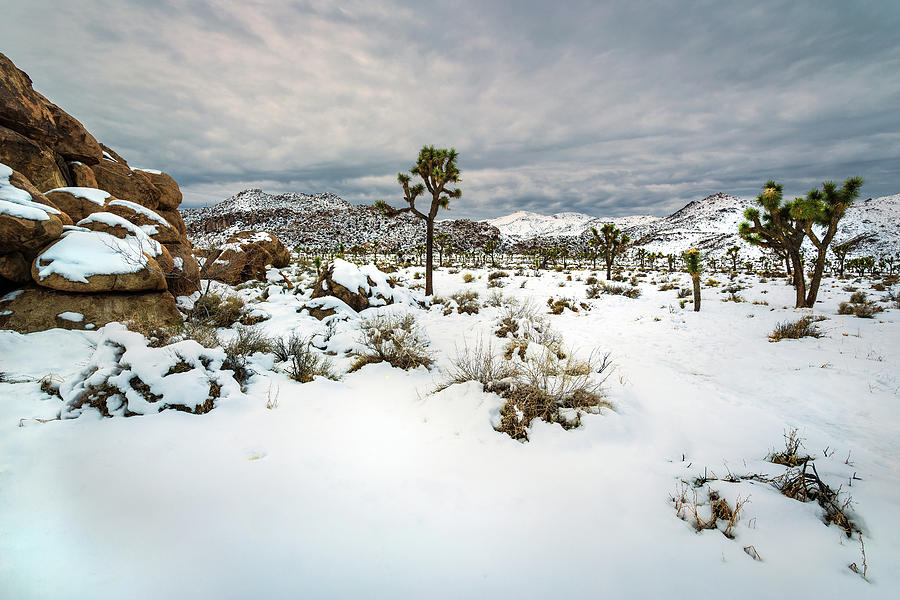 Snow in the Desert Photograph by Rick Strobaugh - Fine Art America