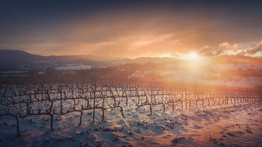 Snow in the vineyards of Chianti, Italy Photograph by Stefano Orazzini