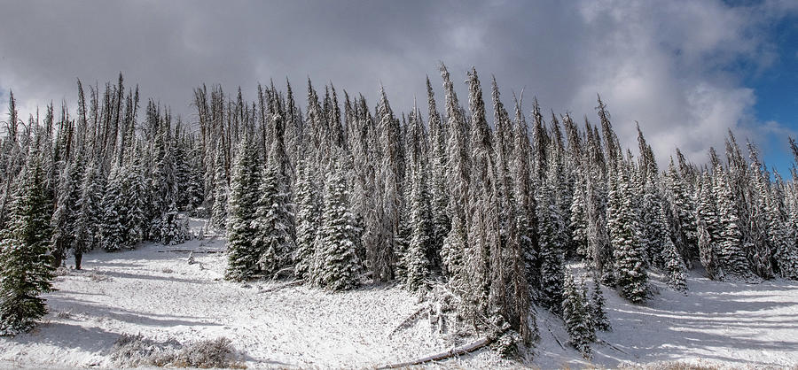 Snow in Togwotee Pass Photograph by Mark Duehmig