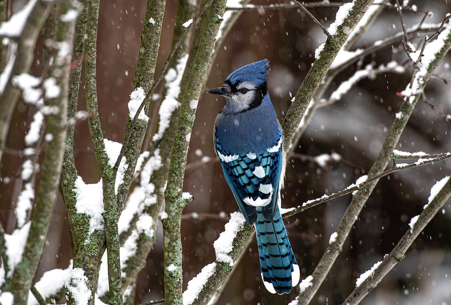 Snow Jay Photograph by Eric Miller
