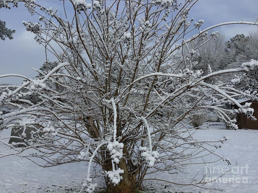 Snow Joy Tree Photograph by Catherine Wilson