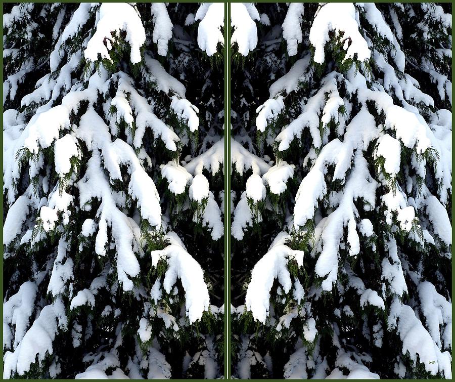 Snow Laden Cedar Limbs Photograph by Will Borden