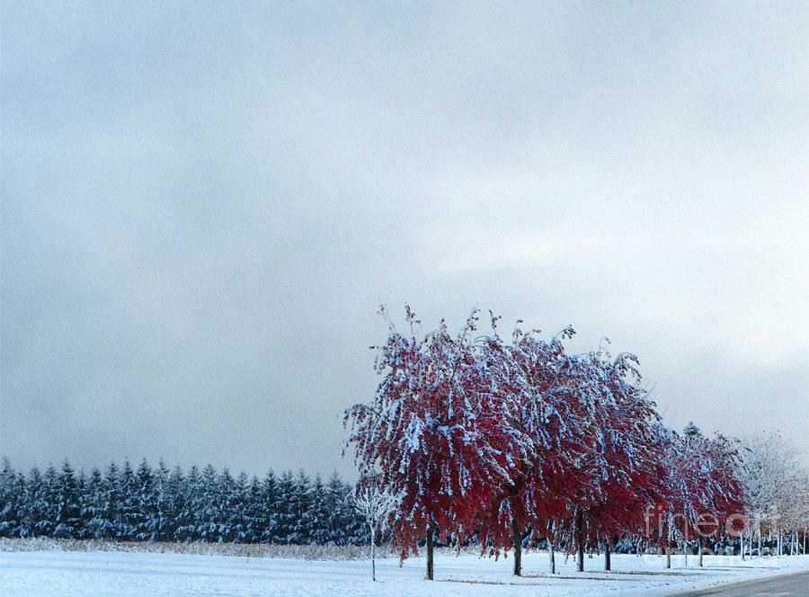 Snow laden Maples Photograph by Diana Rajala