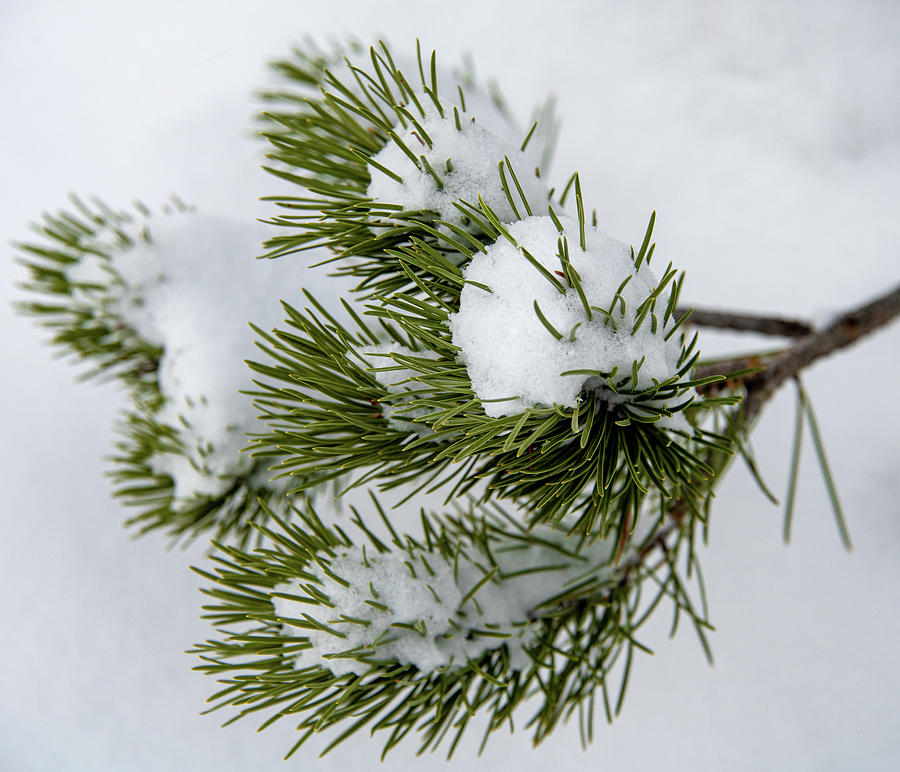 Snow Laden Pine  Photograph by Marcy Wielfaert