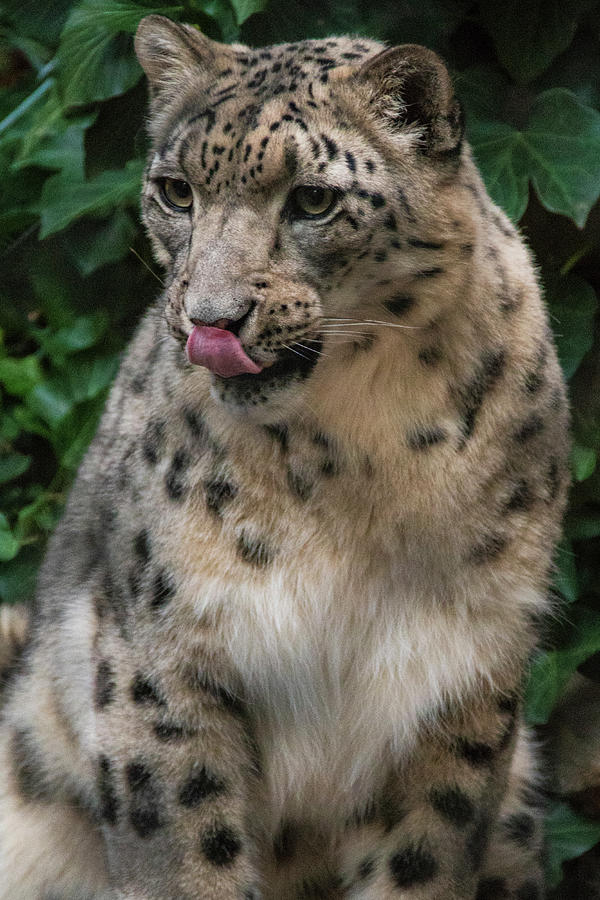 Zoo Boise Photograph - Snow Leopard 1 by Melissa Southern