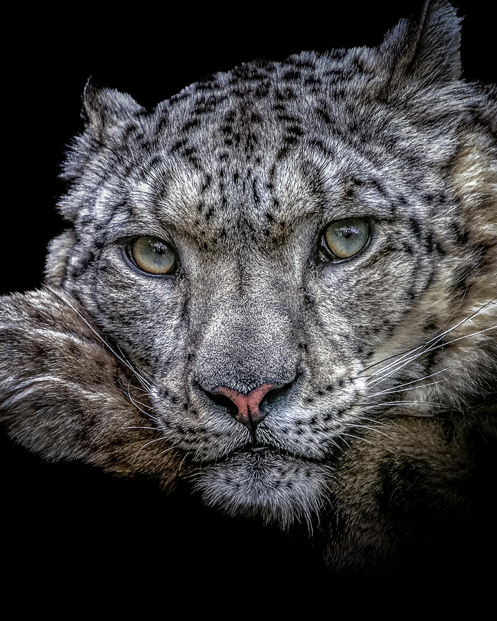 Snow Leopard by Chris Boulton Photograph by Chris Boulton