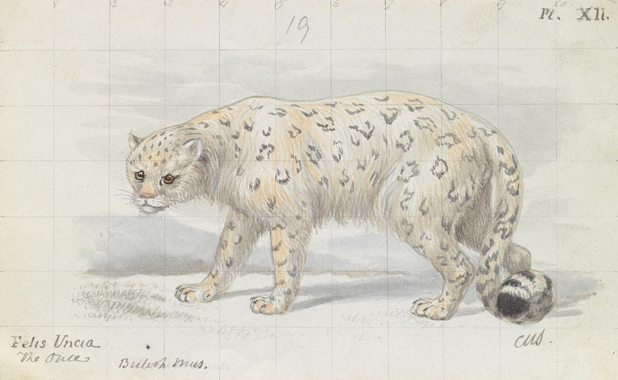 Snow Leopard Drawing by Charles Hamilton Smith