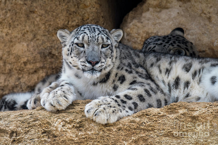Snow Leopard Couple Photograph by Arterra Picture Library