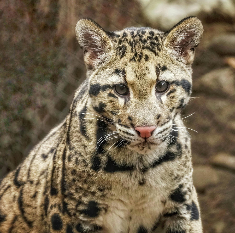 Animal Photograph - Snow Leopard Cub by Kathi Isserman