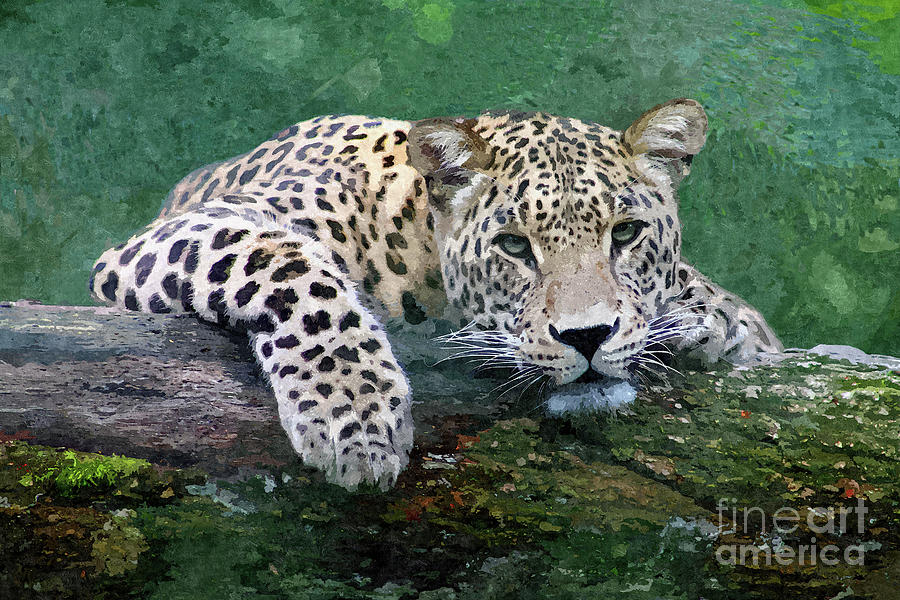 Snow Leopard Digital Art by Denise Dundon