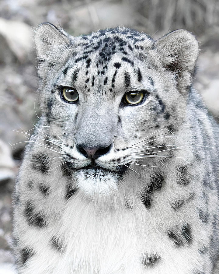 Snow Leopard Face Photograph by Wes and Dotty Weber - Fine Art America