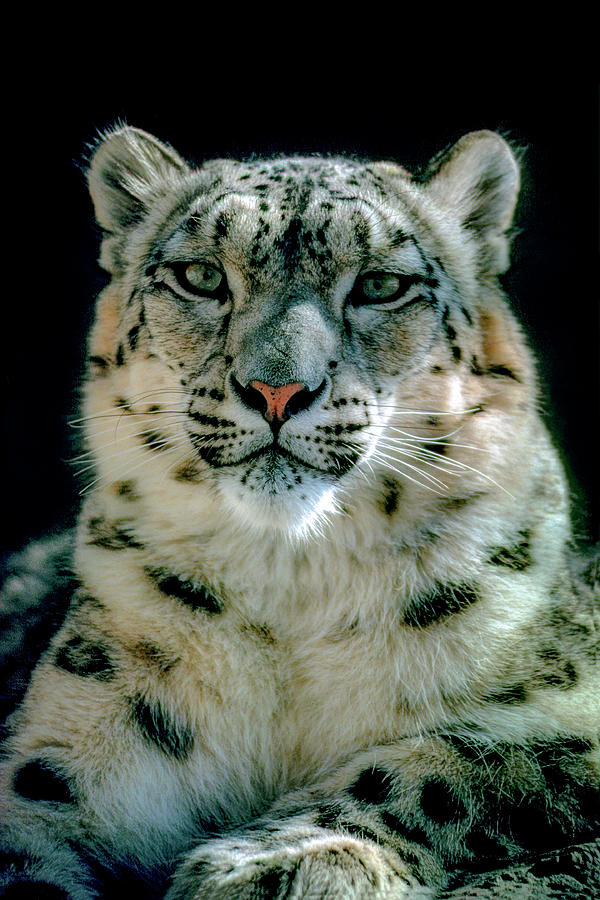 Snow Leopard Photograph by G Wigler