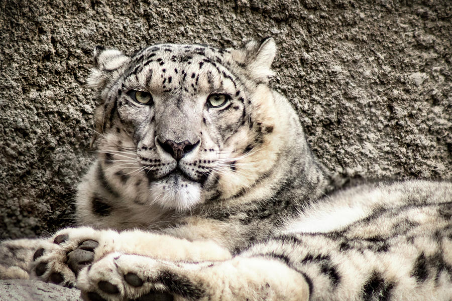 Snow Leopard Photograph by Gary Geddes