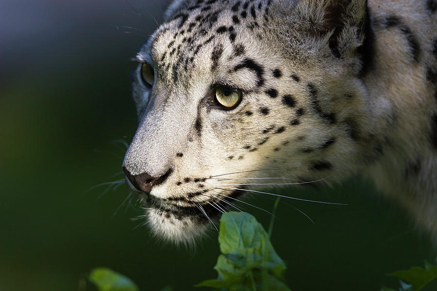 Animal Photograph - Snow Leopard II by Rainer and Simone Hoffmann Animal Photograph - Snow Leopard II by Rainer and Simone Hoffmann