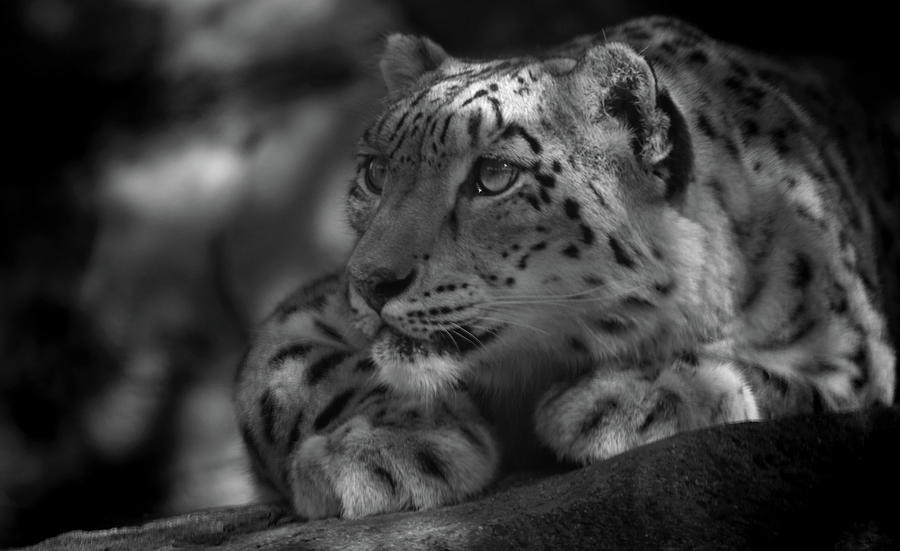 Snow Leopard in black and white Photograph by Peter Zuzga - Fine Art ...