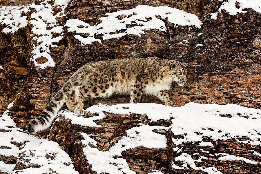Snow Leopard In Her Element Photograph by Wes and Dotty Weber