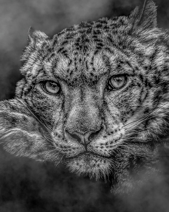 Snow Leopard in the fog Photograph by Chris Boulton
