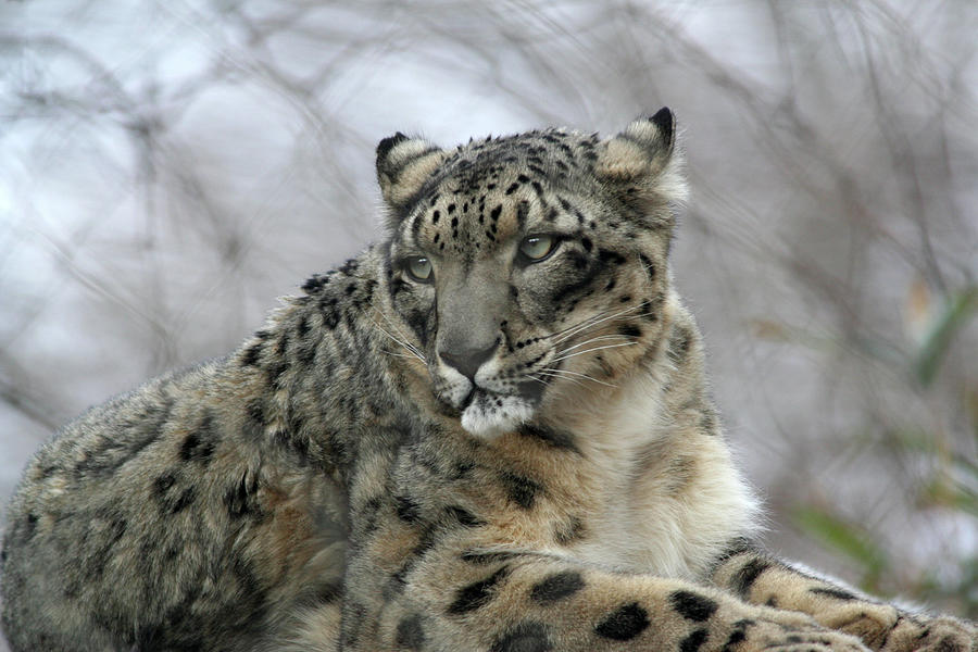 Snow leopard Photograph by James Mayo - Fine Art America