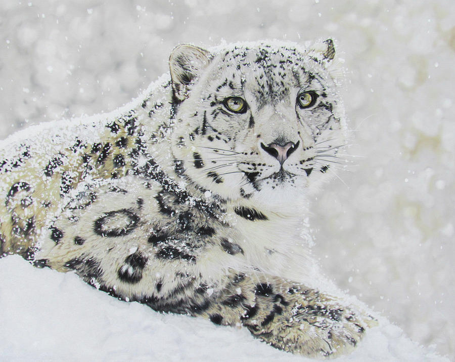 Snow Leopard Drawing by Kelly Speros