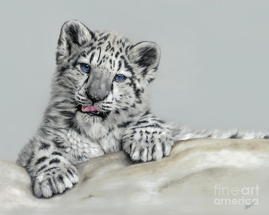 Snow Leopard Pastel by Kimberly Chason