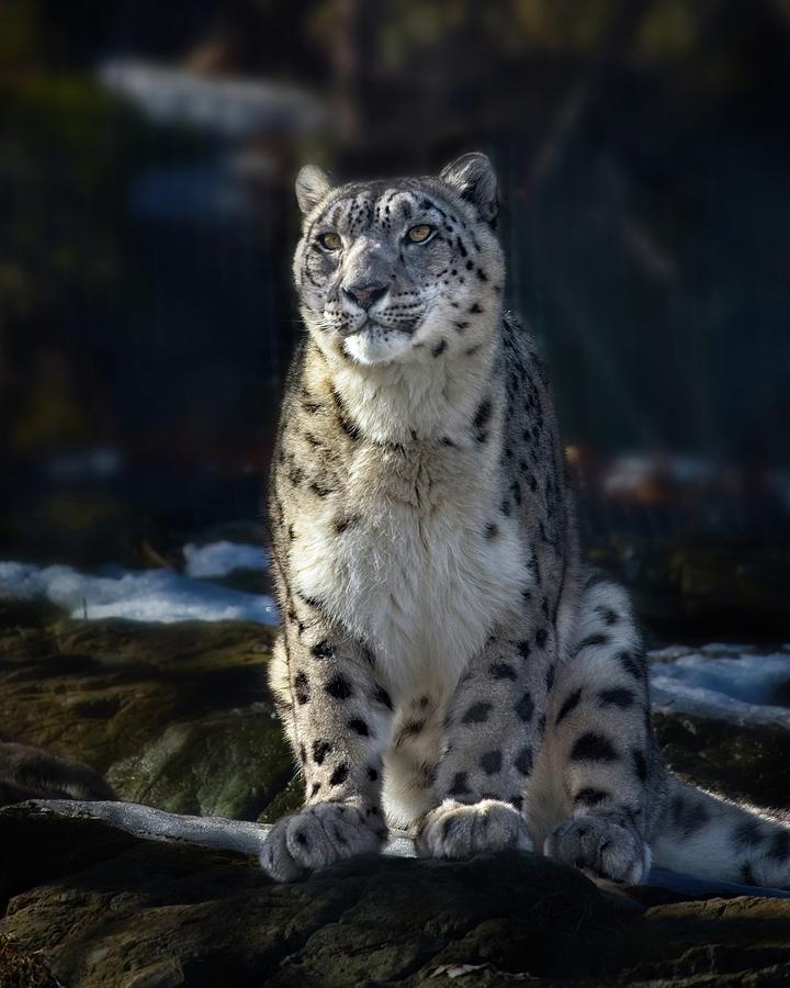 Boston Photograph - Snow Leopard by Matthew Adelman