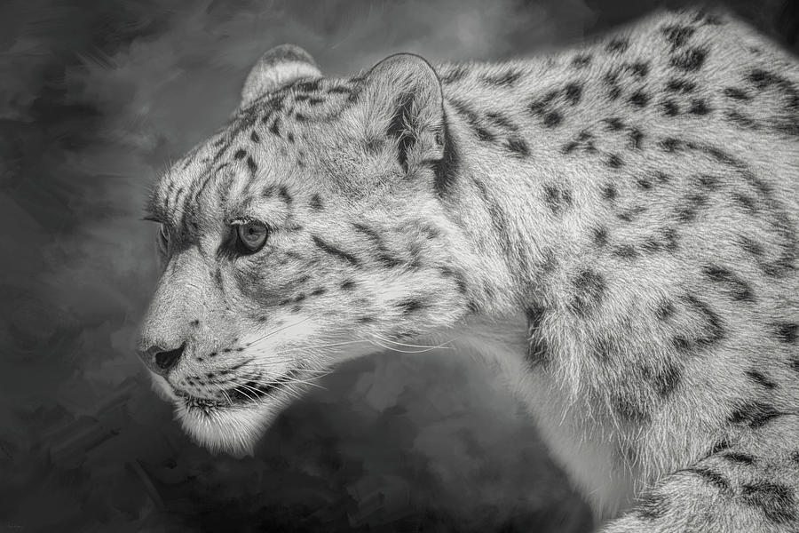 Snow Leopard Digital Art by Nicole Wilde