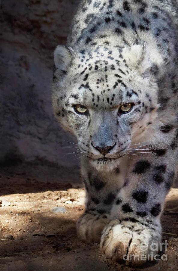 Snow Leopard On The Prowl Photograph