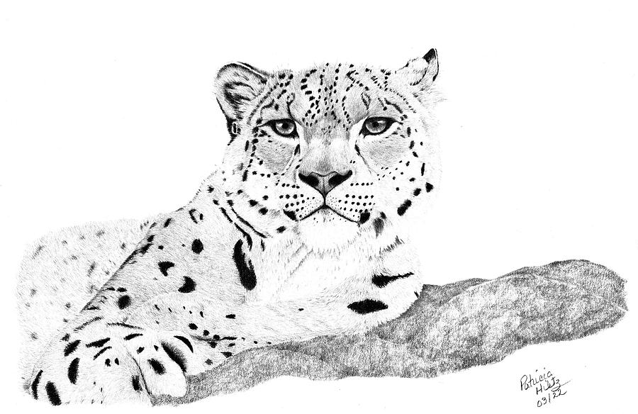 Snow Leopard Drawing by Patricia Hiltz