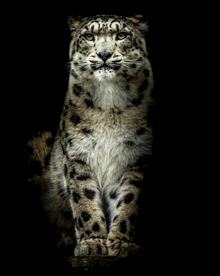 Leopard Photograph - Snow Leopard Portrait by Chris Boulton