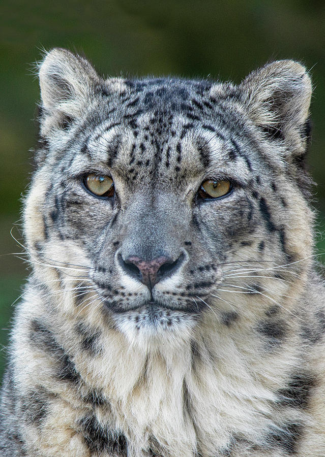Snow Leopard Portrait Photograph by Gareth Parkes