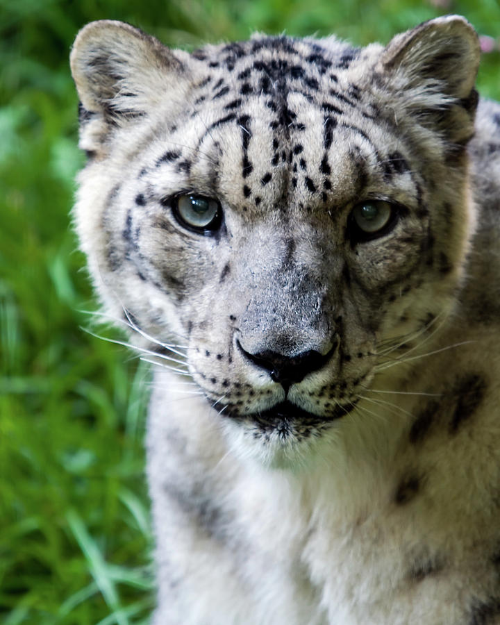 Snow Leopard Portrait Photograph by Kevin Batchelor Photography - Fine ...