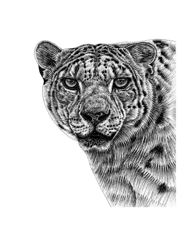 Snow leopard portrait Drawing by Loren Dowding