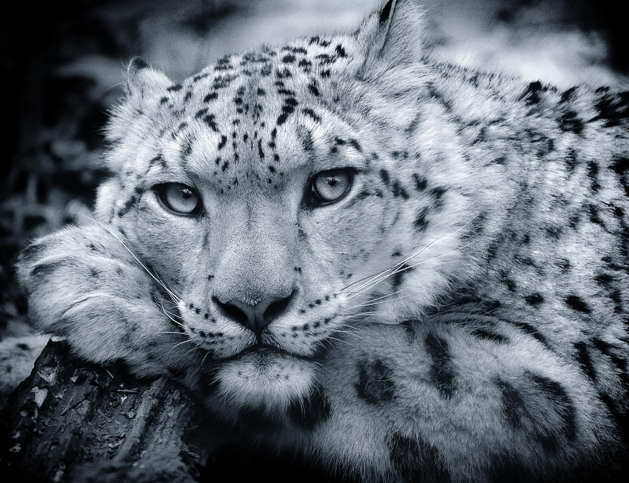 Snow Leopard Portrait - Request Photograph by Chris Boulton