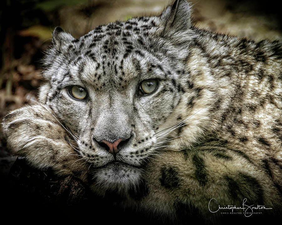 Snow-Leopard-Print-Signed Photograph by Chris Boulton