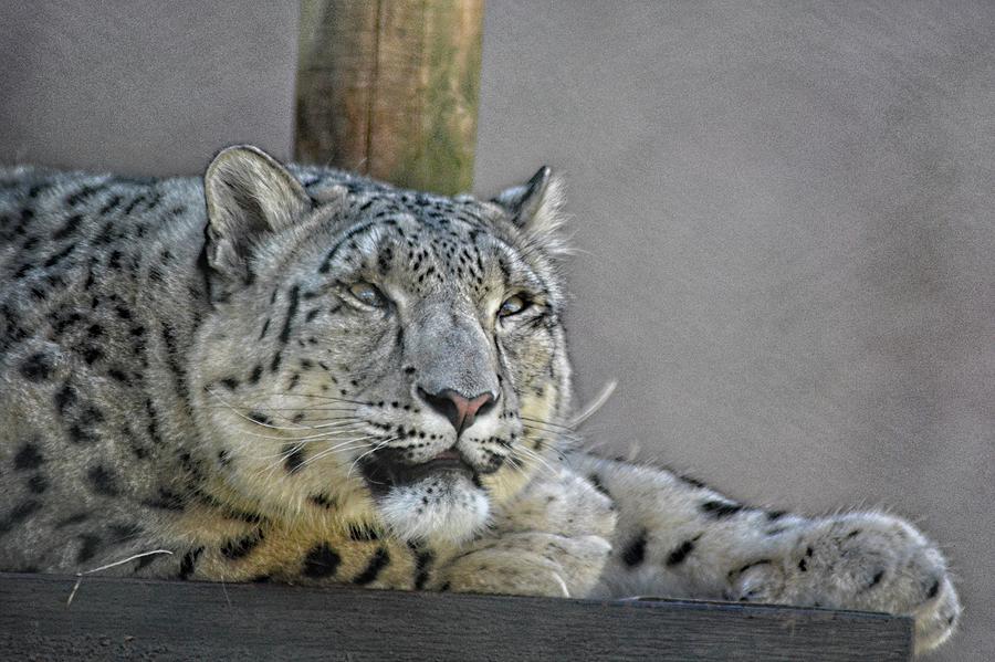 Snow Leopard Snooze Photograph by Maggy Marsh
