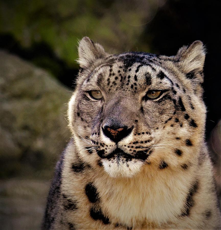 - Snow Leopard Photograph by THERESA Nye