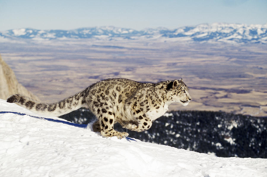 Snow Leopard (Uncia uncia) running in snow, Montana USA (Animal Model) Photograph by Mike Hill