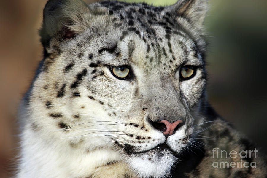 Nature Photograph - Snow Leopard Uncia uncia by Terri Waters