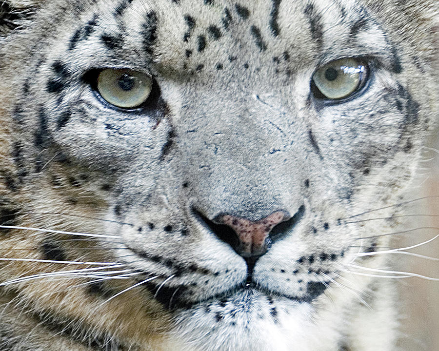 Snow Leopard Up Close Photograph by Scott Kuehn