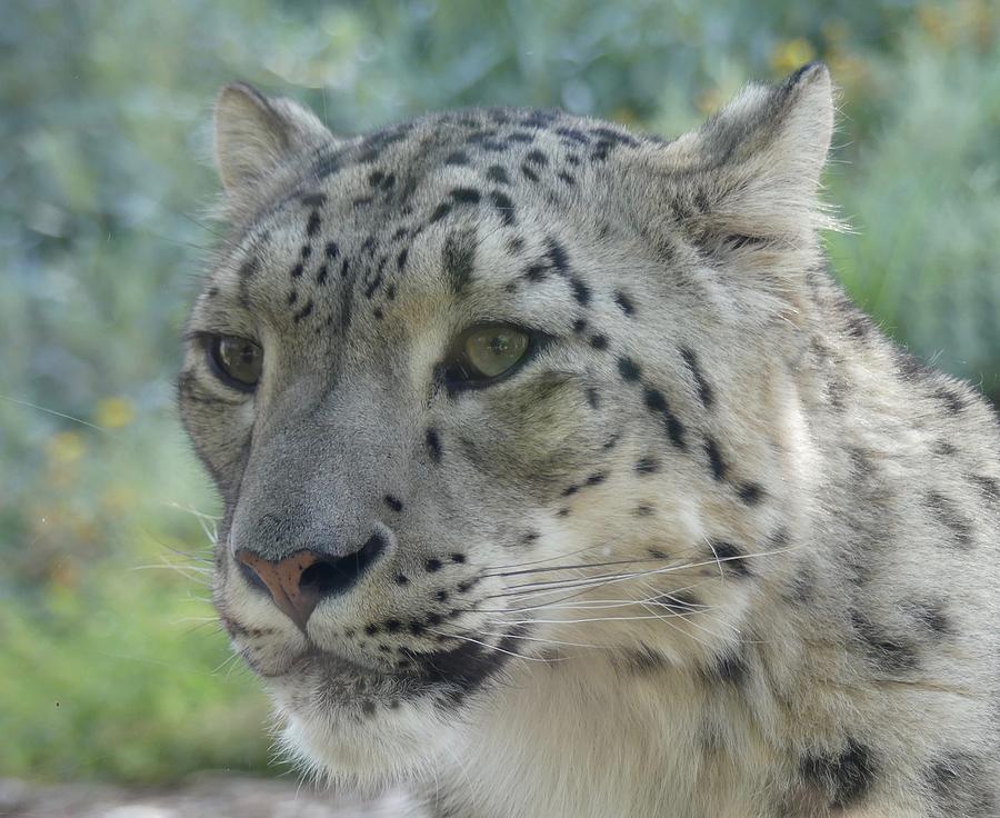 Curious Snow Leopard  Photograph by Margaret Saheed